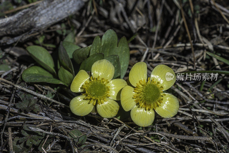毛毛茛(Ranunculus glaberrimus)是山艾草毛茛科的一种开花植物，在早春生长在黄石国家公园